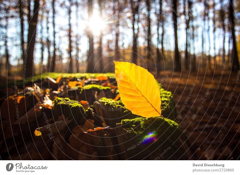 autumnal Nature Landscape Plant Animal Cloudless sky Spring Autumn Beautiful weather Tree Leaf Forest Brown Multicoloured Yellow Gold Green Orange Black