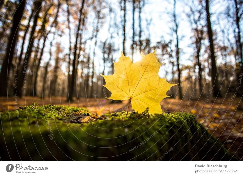 autumnal Nature Cloudless sky Autumn Beautiful weather Plant Tree Forest Brown Yellow Green Orange Energy Relaxation Landscape format Leaf Woodground Colouring