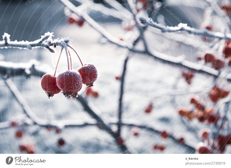 winter morning Environment Nature Plant Winter Ice Frost Snow Bushes Rose Garden Park Field Cold Red White Calm Weather January February Frozen Rose hip