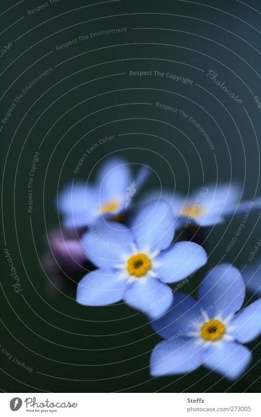 before memories fade Forget-me-not blooming spring flower blue flowers blossom Blossom Blue Decent daintily light blue flowering flower Wild plant Spring flower