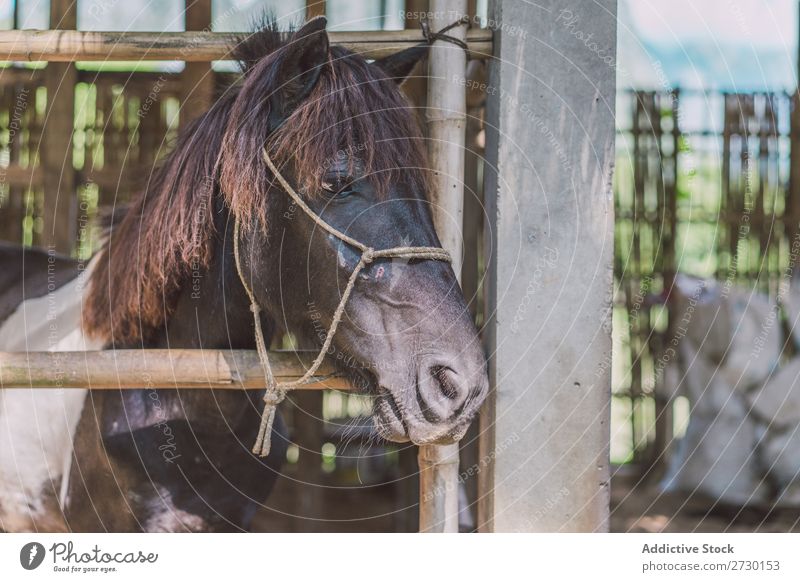 Small foal in paddock Horse Eating Paddock Foal Child Pasture Nature Summer Beautiful Farm Green Animal Beauty Photography Landscape Rural stallion equine Brown