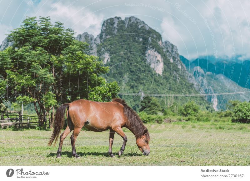 Horse pasturing on meadow Meadow Pasture Nature Summer Grass Beautiful Farm Field Green Animal Beauty Photography Landscape Rural stallion equine Brown