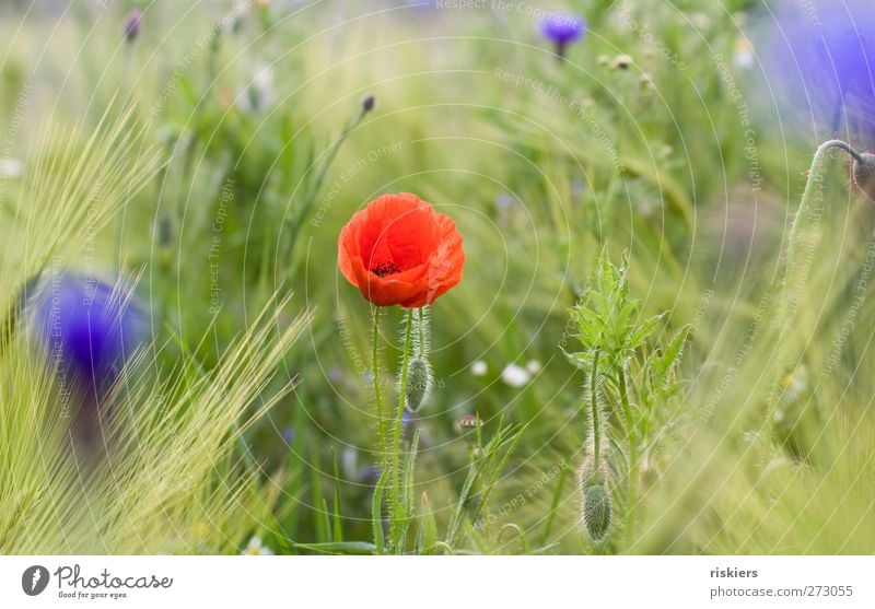 poppy + cornflowers = <3 Nature Spring Summer Plant Flower Field Idyll Colour photo Multicoloured Exterior shot Day Blur