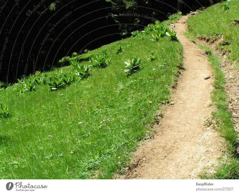 pasture path Meadow Grass Mountain Pasture Lanes & trails