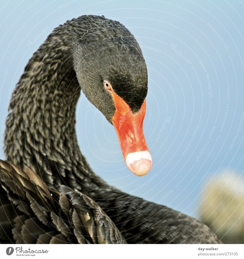 black pearl Animal Wild animal Swan 1 Esthetic Elegant Beautiful Blue Black Beak Feather Lake Colour photo Exterior shot Deserted Morning Light Shadow Contrast