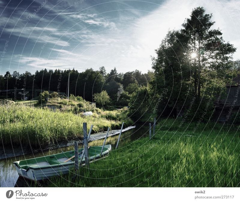 Silent days in Bohuslän Environment Nature Landscape Plant Water Sky Horizon Sun Summer Climate Weather Beautiful weather Tree Bushes Foliage plant Meadow