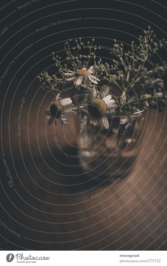 Chamomile in glass Glass Flower Blossom Wild plant Wood Transience Weed Medicinal plant Colour photo Subdued colour Interior shot Close-up Copy Space bottom