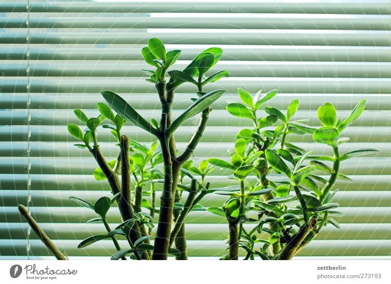 vegetation Sun Plant Leaf Exotic Window Living or residing Baobab tree German penny Slat blinds Venetian blinds Sunlight Cactus Houseplant Green Colour photo