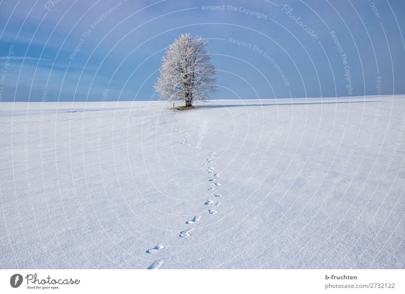 Tree in winter, snow, frost Well-being Relaxation Calm Winter Beautiful weather Ice Frost Snow Freeze Fresh Blue Joy Contentment Joie de vivre (Vitality)