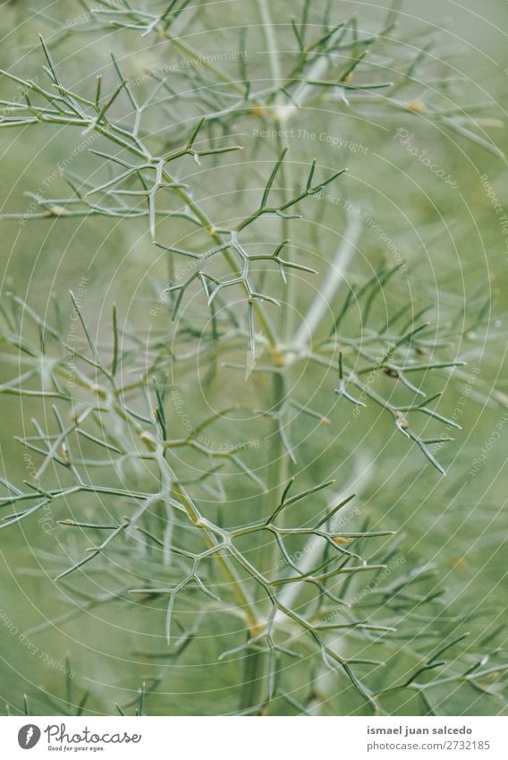 green plant leaves Plant Leaf Green Garden Floral Nature Decoration Abstract Consistency Fresh Exterior shot background Beauty Photography fragility spring