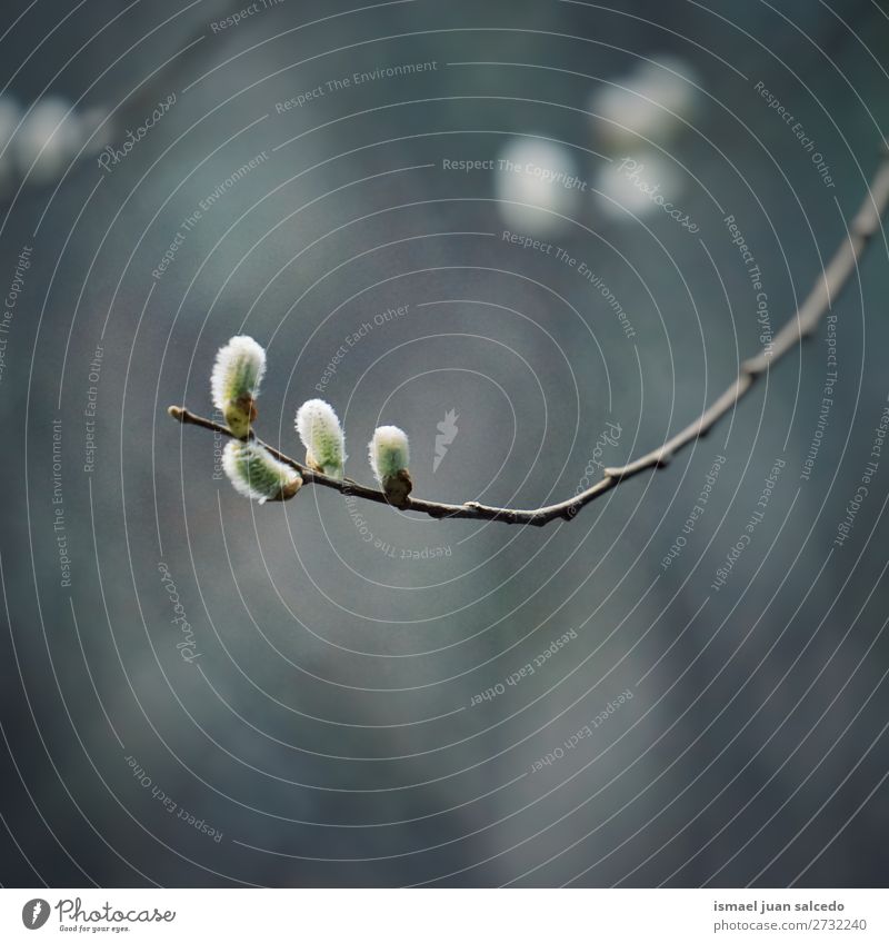 tree branches Tree Plant Leaf Colour colorful Garden Floral Nature Abstract Consistency background spring Summer Autumn Winter