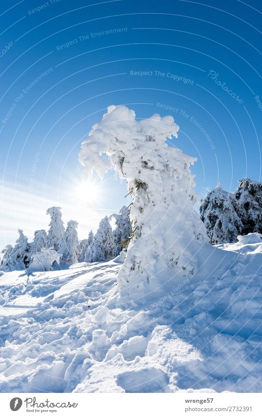 Winter Forest III Nature Landscape Plant Sky Sun Beautiful weather Ice Frost Snow Tree Coniferous trees Spruce forest Mountain Harz Brocken Cold Blue Brown