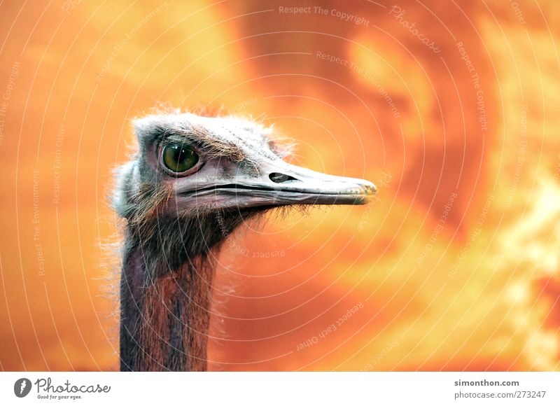 bouquet Bird Wild Animal face Animal portrait Animalistic Love of animals Baby animal Animal protection Ostrich Fire Background picture Beak Africa Apocalypse