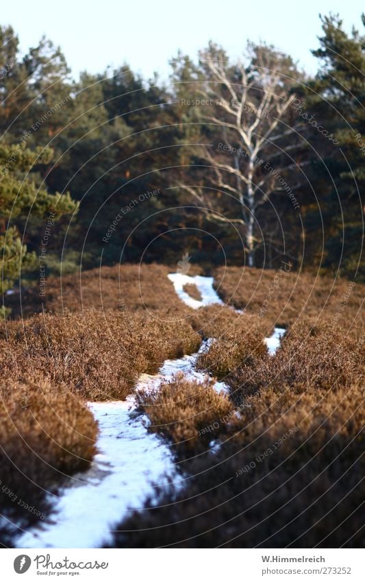 snow lanes Harmonious Contentment Relaxation Calm Freedom Winter Snow Winter vacation Hiking Environment Nature Landscape Ice Frost Wild plant Park Forest Hill