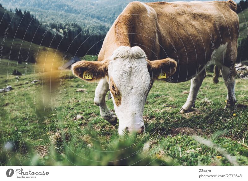 Cow on the Rotwand Upper Bavaria Mountain Hiking Nature Landscape Summer Flower Bushes Meadow Alps Willow-tree To feed Happy Near Natural Brown Green