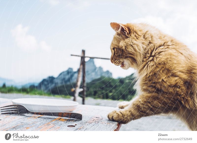 hunger Eating Crockery Plate Fork Hiking Nature Landscape Beautiful weather Alps Mountain Pet Cat Wait Curiosity Cute Anticipation Appetite Discover Colour