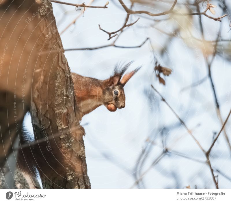 Squirrel with nut in mouth Environment Animal Sky Sunlight Beautiful weather Tree Wild animal Animal face Pelt Ear Eyes Muzzle 1 Observe To feed Looking Natural