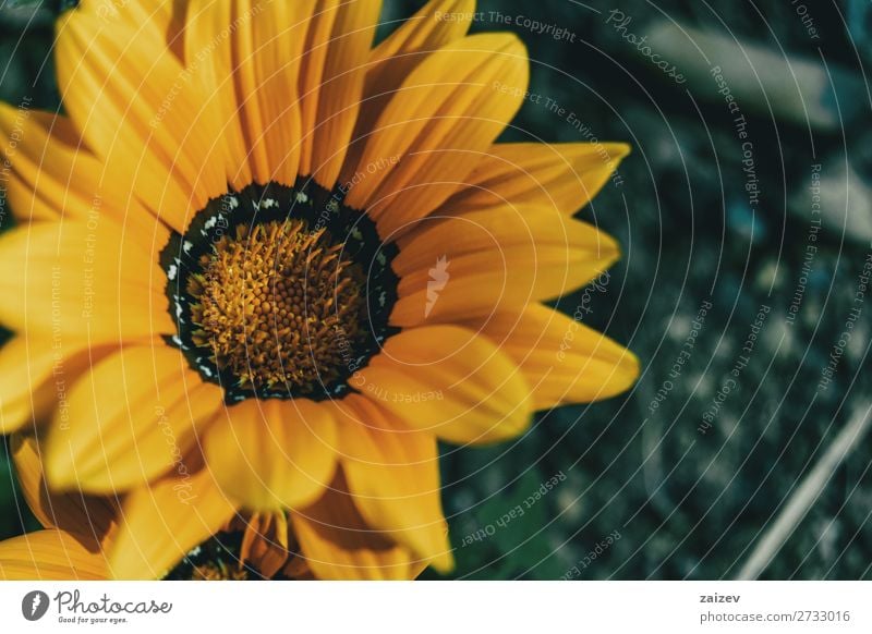 Macro of a yellow flower of gazania rigens treasure flower asteraceae ornamental leaf leaves petals stamens pistils gold black white soft beautiful beauty