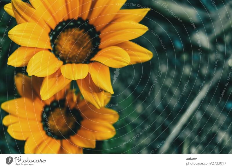 Close-up of two yellow flowers of gazania rigens in the wild treasure flower asteraceae ornamental leaf leaves petals stamens pistils gold black white soft