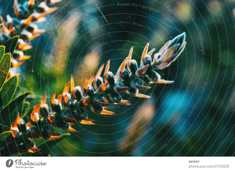 Close-up of a spiky plant wrapped in a cobweb vegetation flora forest spikes leaves botany botanical garden park natural nature green brown yellow season