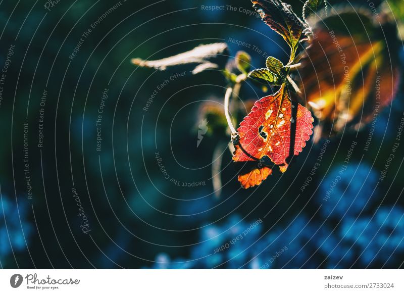 Detail of a red leaky leaf holes holey devoured vein venation leaves branch green translucent sunlight tree shrub vegetation victim day light reflections detail