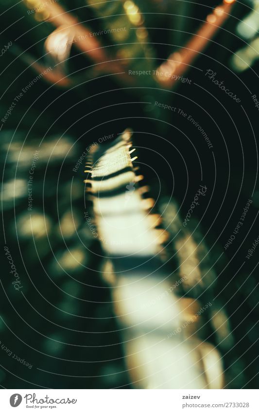 Close-up of light stripes in the leaf of a plant Plant flaked texture Light Shadow Sunlight shady Striped Artistic Nature natural nature art Long green conceit