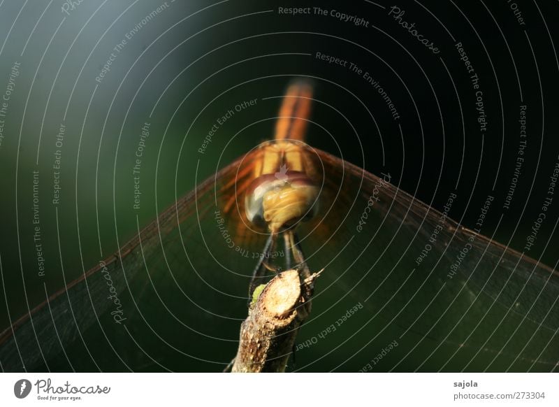 Noooooooooo! Animal Wild animal Insect Dragonfly 1 Looking Sit Wait Shake of the head Movement negate Colour photo Exterior shot Close-up