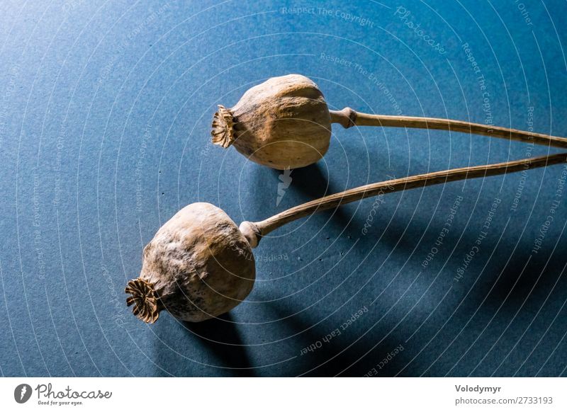 Dried poppy head on dark blue background. Opium plants Herbs and spices Group Nature Plant Flower Natural Brown agriculture dry food heads Ingredients isolated