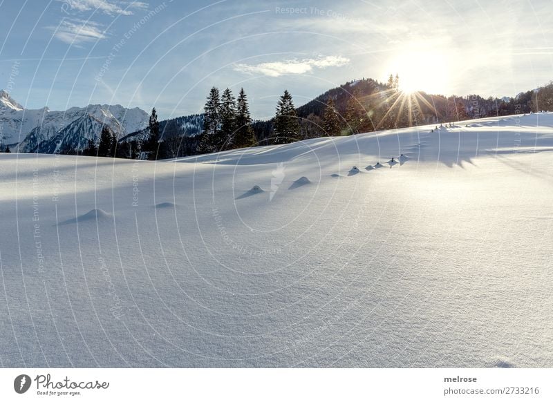 Snowy landscape with low sun level Winter Winter vacation Mountain Hiking Brandnertal Nature Landscape Sky Clouds Sun Sunlight Beautiful weather Ice Frost Tree