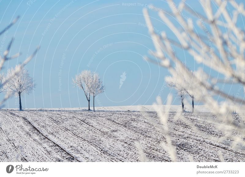 Snow-covered trees on a field Nature Landscape Sky Cloudless sky Winter Beautiful weather Field Free Fresh Bright chill natural already Blue White Contentment