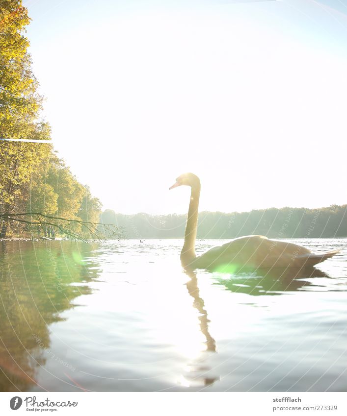 swan lake Animal Swan 1 Water Esthetic Elegant Fresh Glittering Bright Kitsch Natural Thin Beautiful Feminine Blue Green White Moody Spring fever Romance