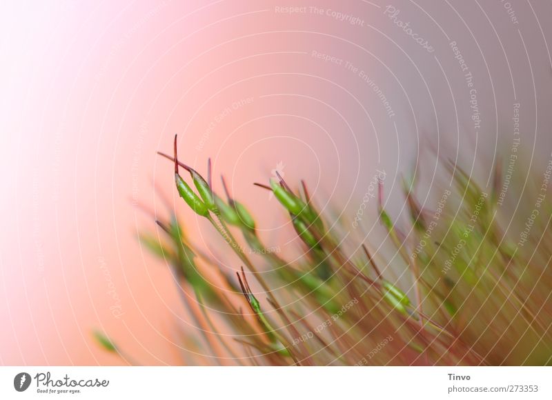 Turtel Moss Beautiful weather Embrace Growth Small Thorny Blue Green Pink Delicate Near Colour photo Multicoloured Exterior shot Macro (Extreme close-up)