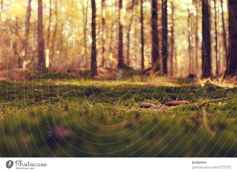 On the forest floor Environment Nature Summer Autumn Beautiful weather Plant Tree Moss Wild plant Cone Forest Growth Old Natural Soft Green Warm-heartedness