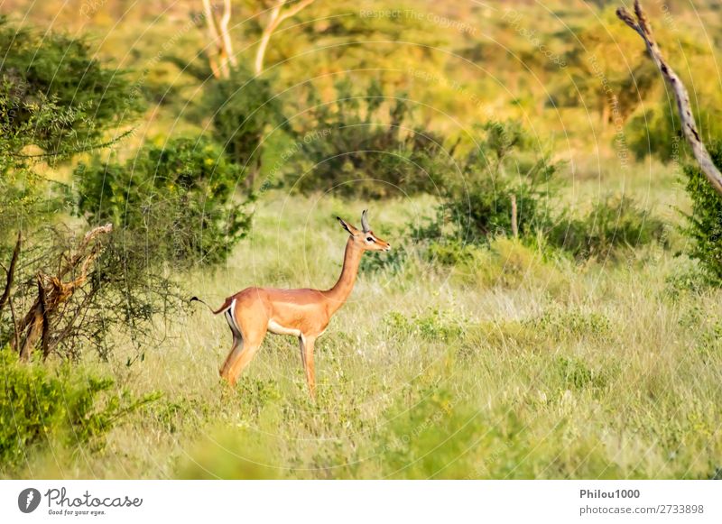 Giraffe antelope in the savannah Playing Tourism Safari Nature Animal Earth Sky Park Long Natural Wild Brown Black White Samburu Africa african Antelope bush