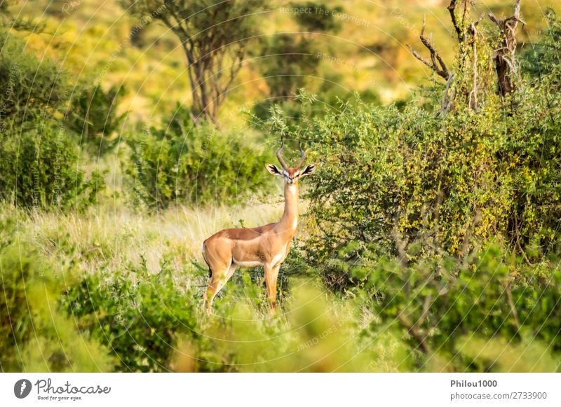 Giraffe antelope in the savannah Playing Tourism Safari Nature Animal Earth Sky Park Long Natural Wild Brown Black White Samburu Africa african Antelope bush