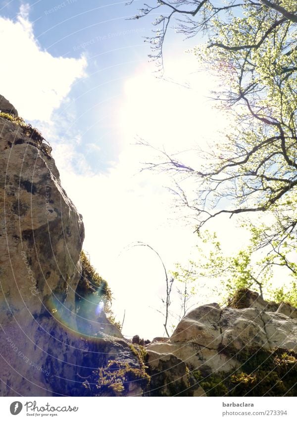 at a lofty height Landscape Air Sky Sun Tree Bushes Rock Mountain Swabian Jura To enjoy Hiking Free Bright Above Wild Joy Enthusiasm Determination Effort Nature