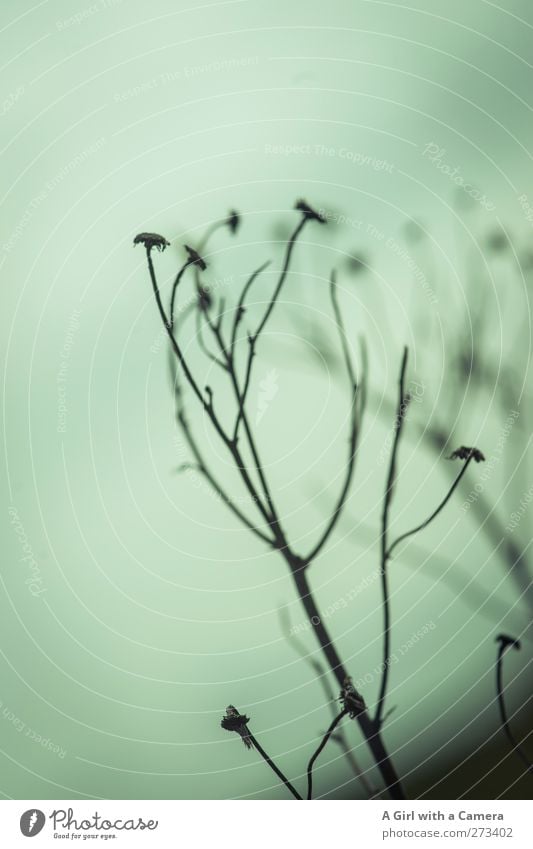 Hiddensee l it makes you wonder Environment Nature Plant Grass Bushes Gloomy Dry Wild Green Delicate Subdued colour Exterior shot Close-up Detail Experimental