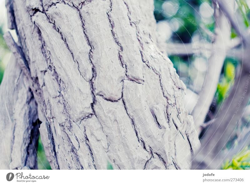 Hiddensee | Bark Environment Nature Plant Tree White Tree bark rutted Old Crack & Rip & Tear Structures and shapes cartilaginous Cork Tree trunk Branch Death