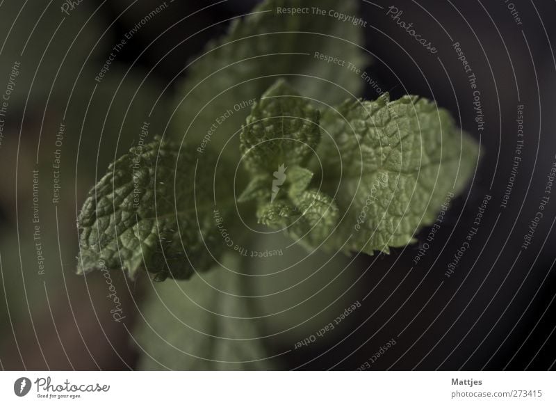 mint Food Herbs and spices Nutrition Organic produce Plant Leaf Foliage plant Agricultural crop Colour photo Close-up Detail Macro (Extreme close-up) Deserted