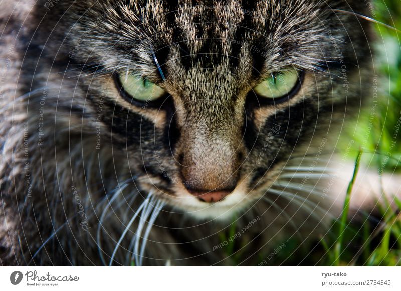 Mr. W II Pet Cat Norwegian Forest Cat 1 Animal Threat Near Wild Green Looking Meadow Grass Natural Deep Wild animal Colour photo Exterior shot Deserted