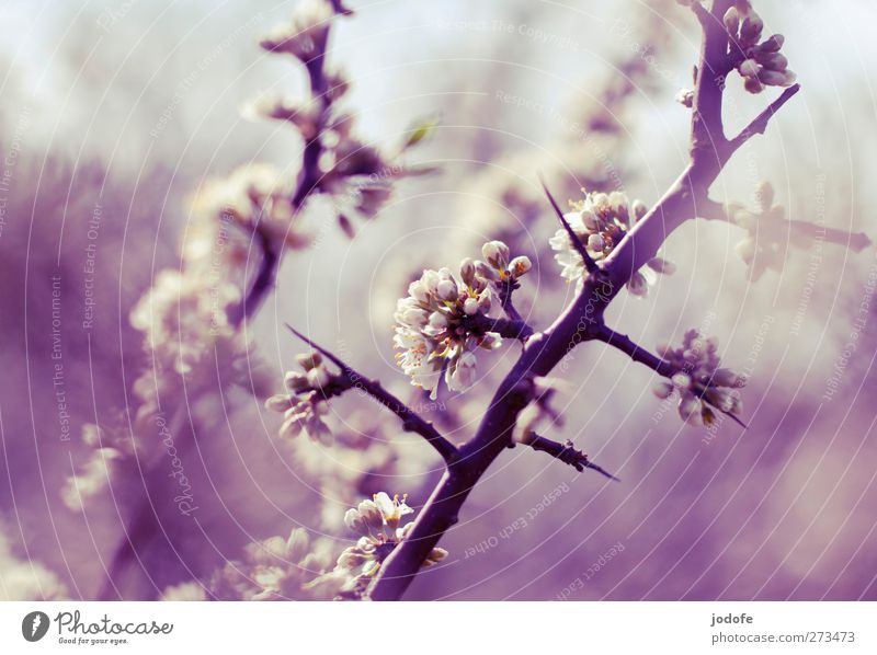 Hiddensee | bittersweet dream Environment Nature Plant Tree Flower Bushes Blossom Beautiful White Hawthorn Twig Branch Thorn Colour photo Subdued colour