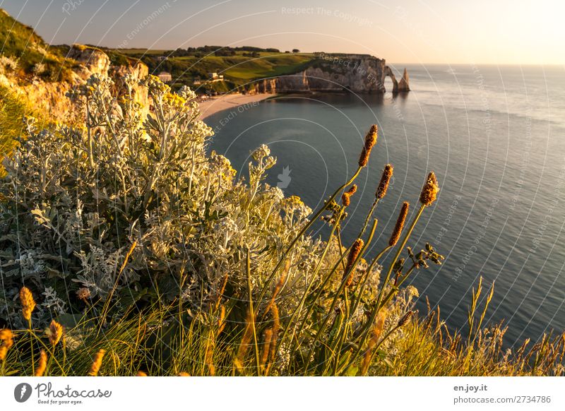 Weeds over Étretat Vacation & Travel Trip Far-off places Summer Summer vacation Sun Beach Ocean Nature Landscape Sky Horizon Sunrise Sunset Sunlight