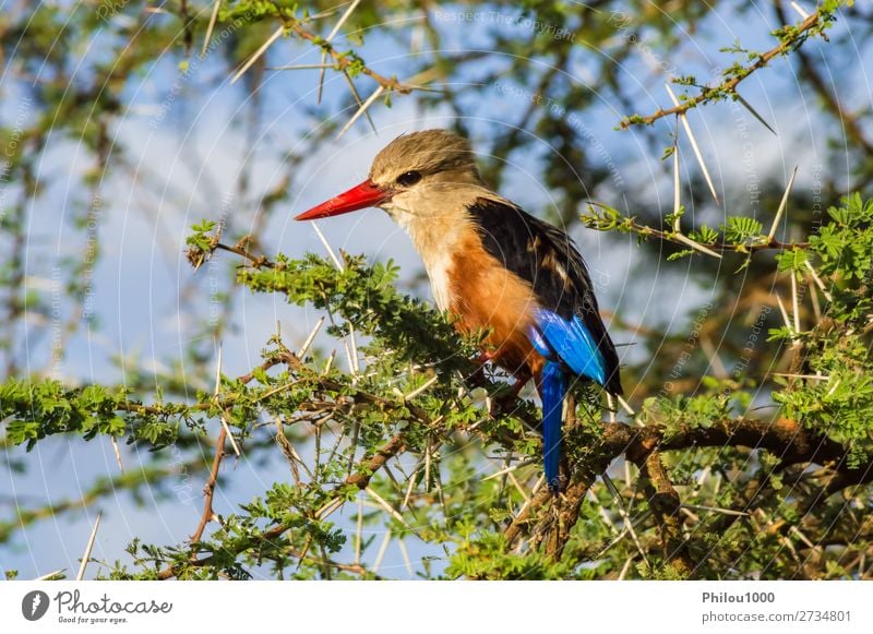 Grey-headed Kingfisher on an acacia branch Beautiful Safari Nature Animal Tree Park Bird Natural Wild Blue Gray Red Colour Samburu Africa Beak colorful Feather