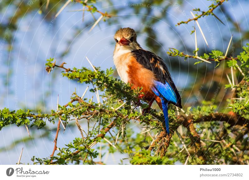 Grey-headed Kingfisher on an acacia branch in Samburu Park Beautiful Safari Nature Animal Tree Bird Natural Wild Blue Gray Red Colour Martin chasseur samburu