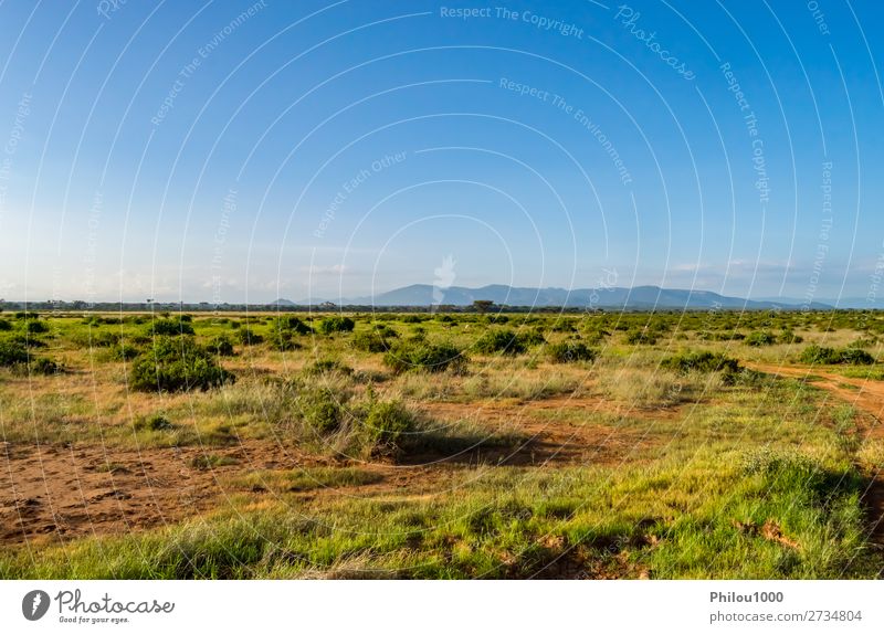 View of the trails and savannah of Samburu Park Playing Vacation & Travel Safari Summer Environment Nature Landscape Sky Tree Grass Blue Green Africa african