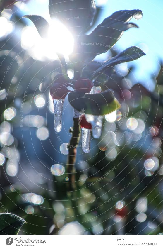 cold time II Nature Winter Beautiful weather Ice Frost Plant Tree Bright Cold Frozen Icicle Illuminate Colour photo Exterior shot Deserted Copy Space top