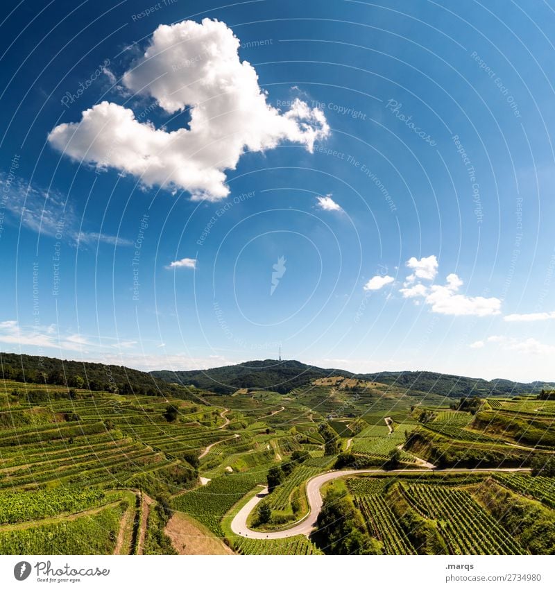 Kaiserstuhl Landscape Sky only Summer Beautiful weather Vineyard Field Hill Street Relaxation Nature Vantage point Colour photo Exterior shot Deserted