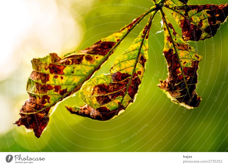 withered chestnut leaf backlit Nature Tree Green White Chestnut tree Leaf discoloured Autumnal Brown Back-light Close-up Bright Season Colour photo