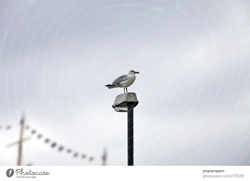 raised hide Sky Clouds Coast Navigation Sailing ship Animal Bird 1 Crouch Stand Seagull Street lighting Mast Flag Subdued colour Exterior shot Day Silhouette