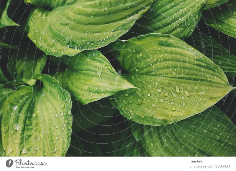 hosta leaves close up in summer garden Design Beautiful Summer Garden Decoration Gardening Environment Nature Plant Leaf Forest Wet Natural Green Colour Hosta